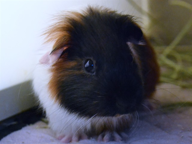 Lupin - Male - Guinea Pig