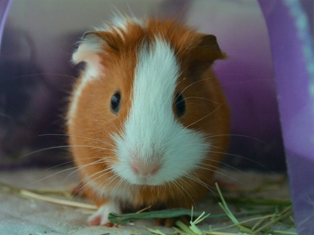Cosmos - Male - Guinea Pig