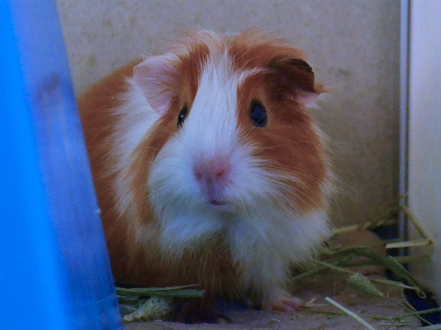 Iris - Female - Guinea Pig