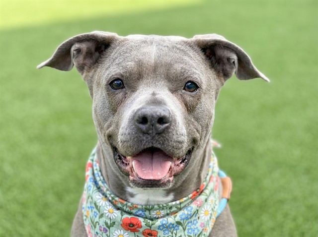 Puzzle - Female - Pit Bull