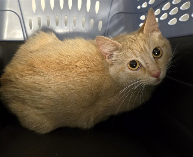  - Female - Domestic SH