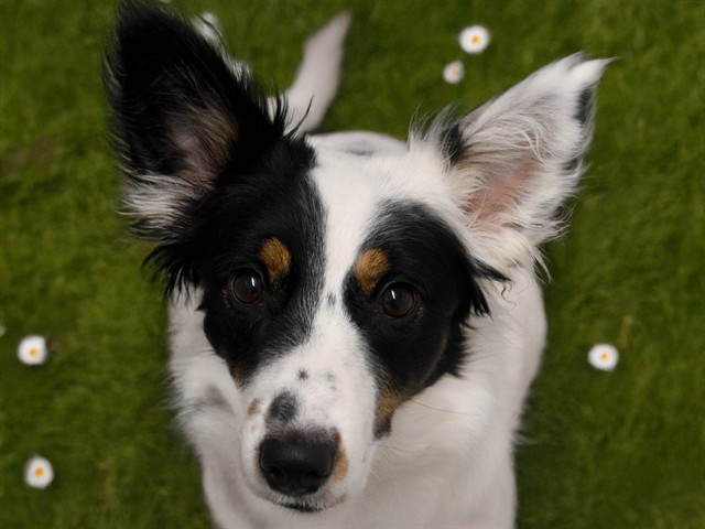 Berry - Female - Border Collie-Mix