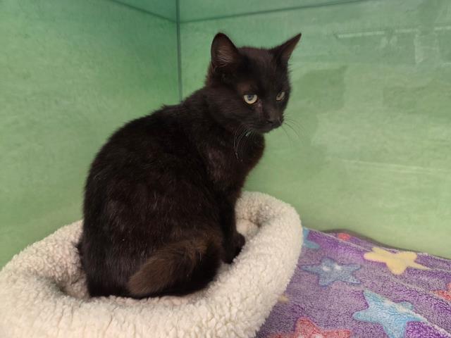 Bebe - Female - Domestic SH