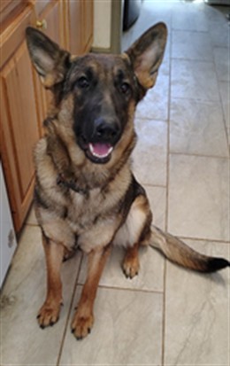 Mable - Female - German Shepherd