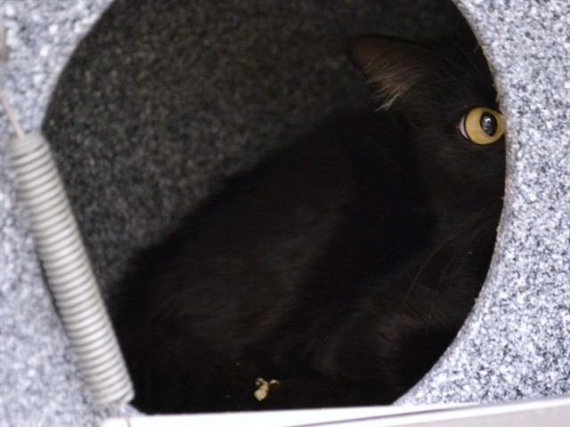 Tater - Female - Domestic SH