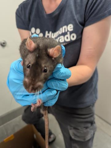 Corn On The Cob - Female - Rat