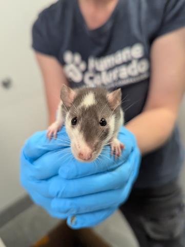 Peach Cobbler - Female - Rat