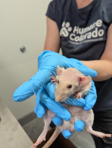 Dobby - Male - Rat