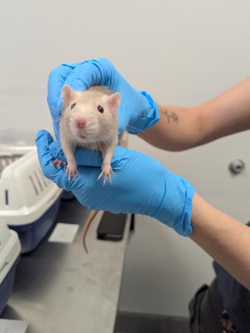 Kabob - Male - Rat