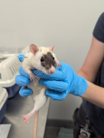 Veggie Burger - Female - Rat