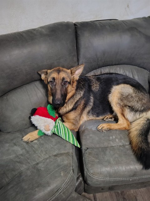 Rocky - Male - German Shepherd
