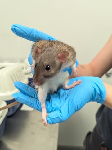 Pork Chop - Male - Rat