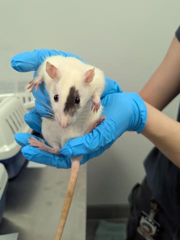 Cheeseburger - Female - Rat