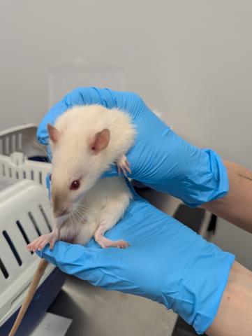 Hot Dog - Male - Rat
