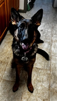 Riley - Female - German Shepherd