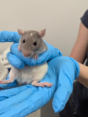 Strawberry Shortcake - Female - Rat