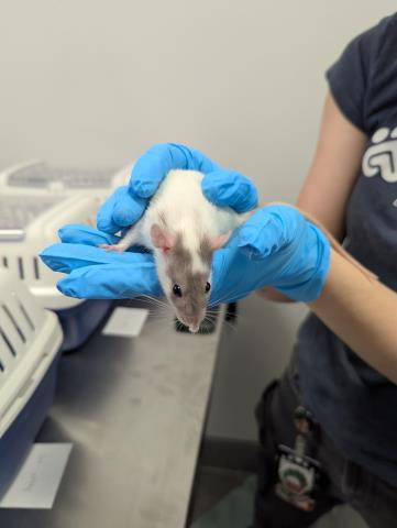 Sorbet - Female - Rat
