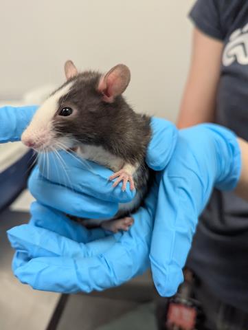 Potato Salad - Male - Rat