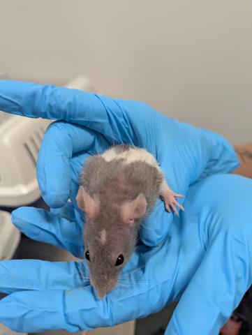 Popsicle - Female - Rat