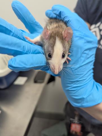 Ice Cream Sandwich - Female - Rat