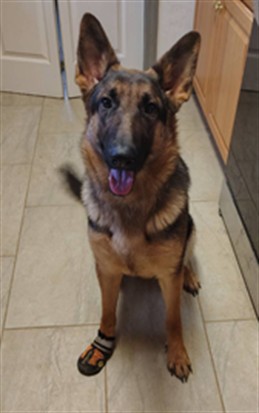 Luna - Female - German Shepherd