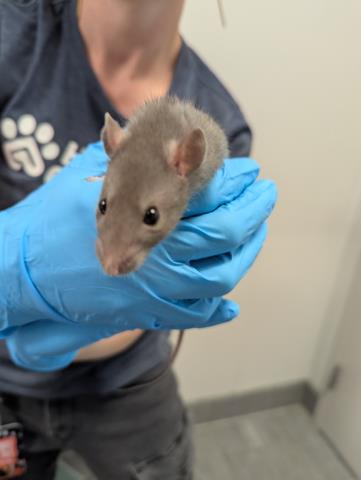 Baked Beans - Male - Rat