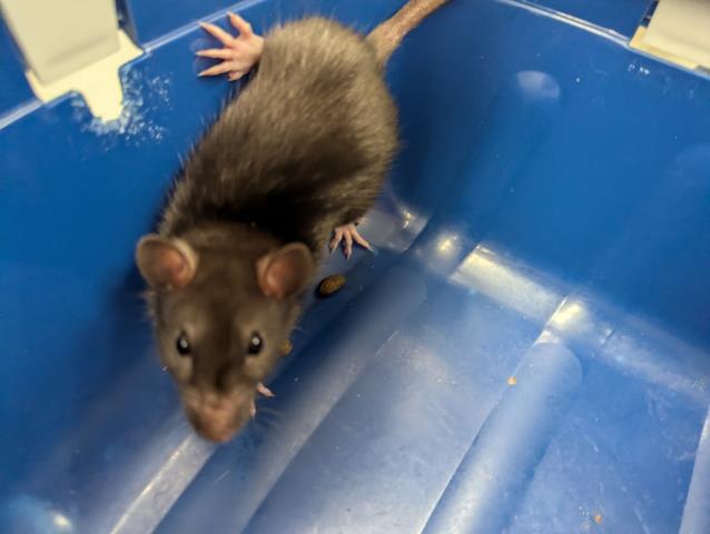 Potato Chip - Male - Rat