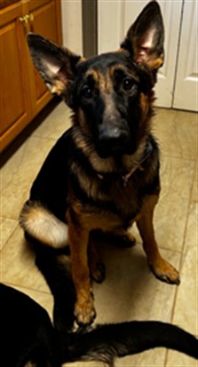 Harley - Female - German Shepherd