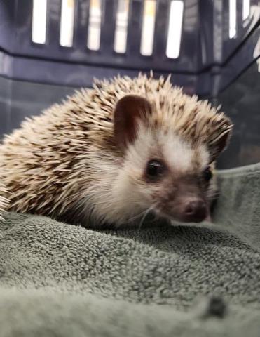 Victoria - Female - Hedgehog