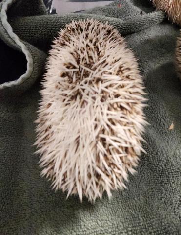 Murphy - Male - Hedgehog