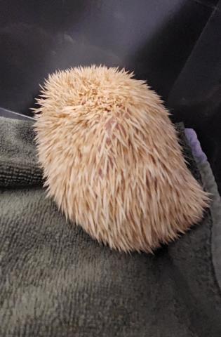 Lottie - Female - Hedgehog