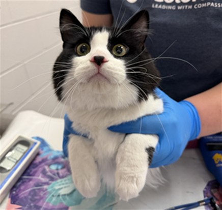Mitsubishi Eclipse - Male - Domestic SH