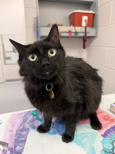 Sesame - Female - Domestic MH