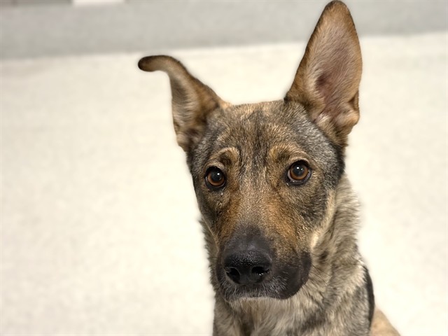 Galagos - Female - German Shepherd