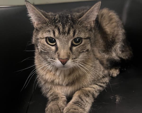 Gertie - Female - Domestic MH