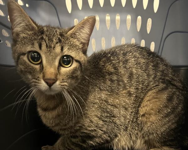 Blanche - Female - Domestic SH