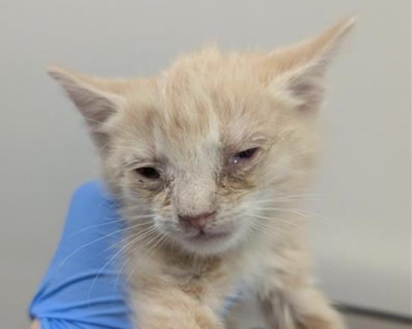  - Male - Domestic MH