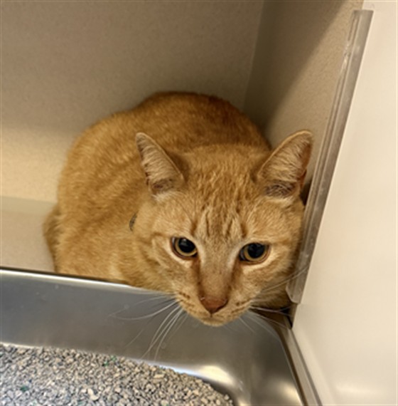 Milo - Male - Domestic SH