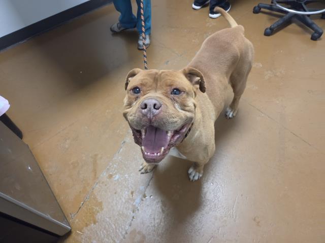 Butterball - Male - American Bulldog