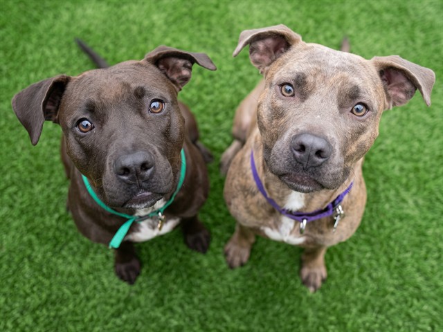 Blue - Male - Pit Bull-Mix