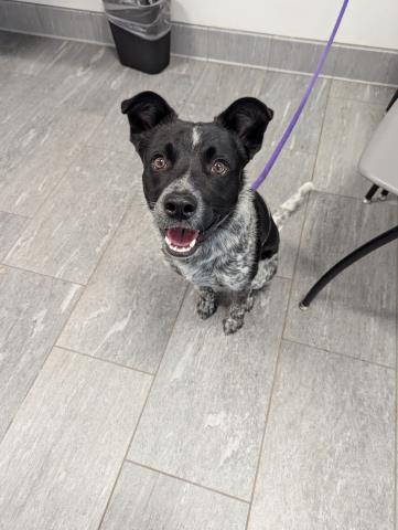 Arlo - Male - Australian Shepherd
