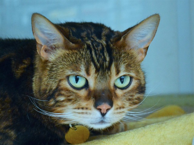Eurydice - Female - Bengal