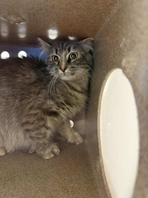 Dandelion - Female - Domestic SH