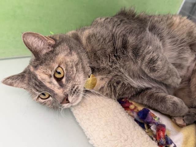 Molly - Female - Domestic SH