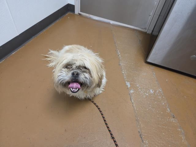 Buddy - Male - Lhasa Apso-Mix