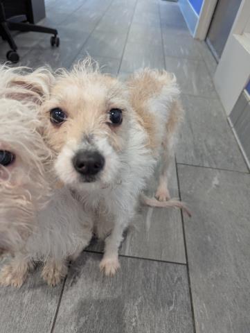 Minnie - Female - Terrier