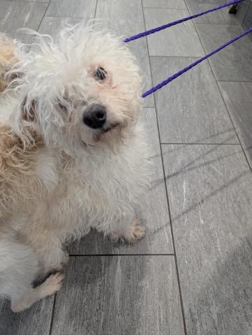 Mickey - Male - Terrier