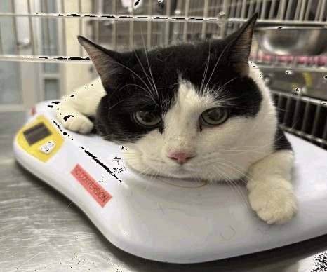 Derrike - Male - Domestic SH