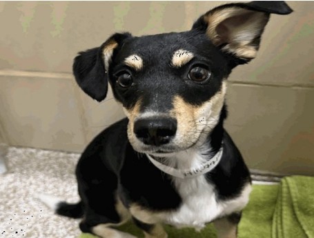 Beck - Female - Chihuahua