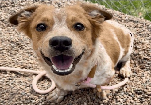 Kai - Male - Australian Cattle Dog-Cardigan Welsh Corgi